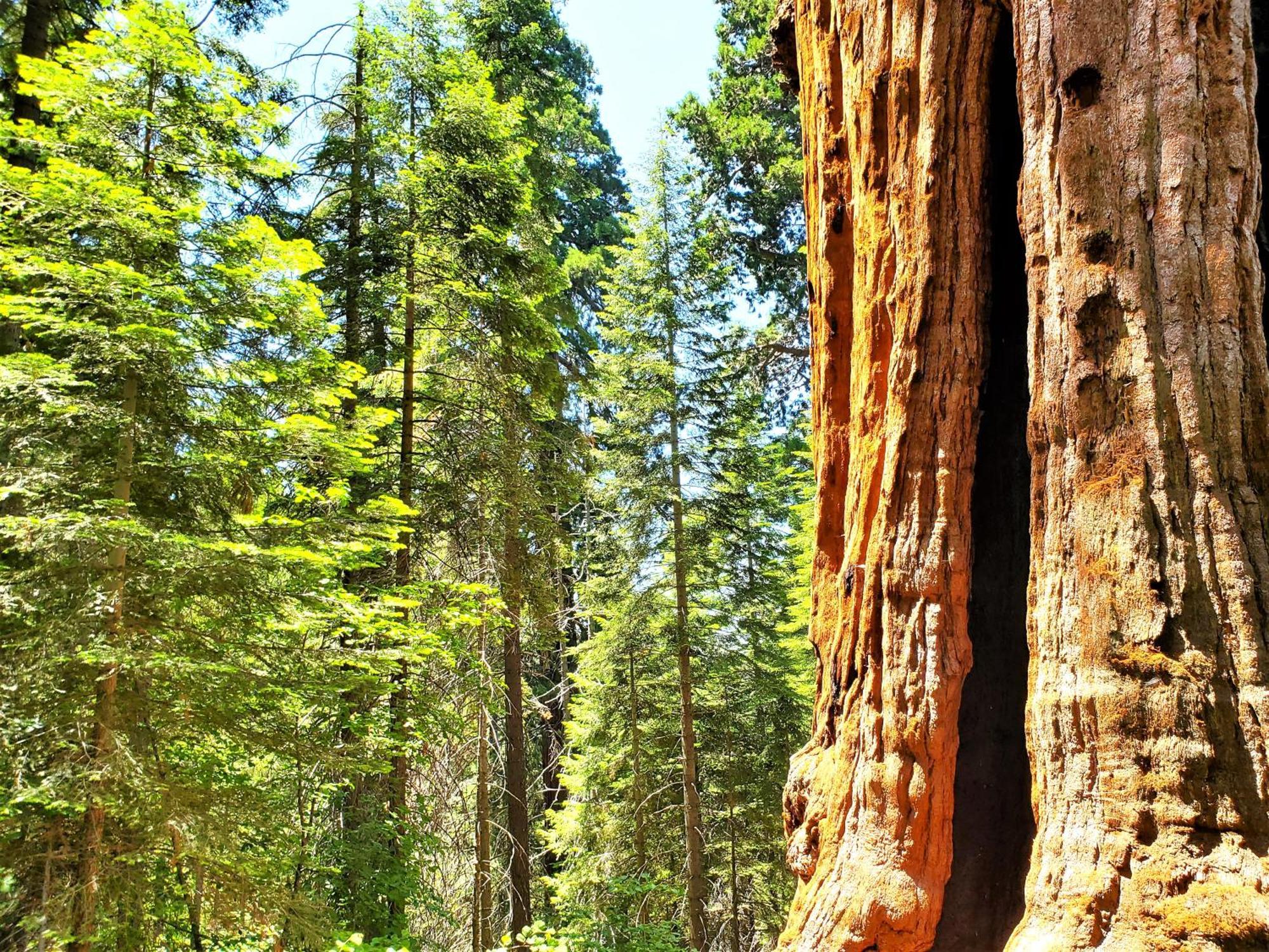 Вилла Sequoia Trails, Mountains, Fun & Relax Ponderosa Экстерьер фото